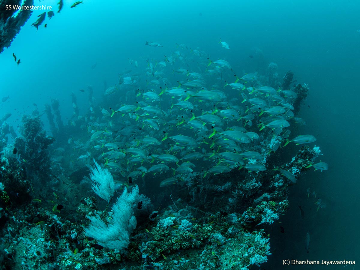 Marine Life